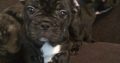 Kc Registered French Bulldog Puppies(CALL=0833155522)