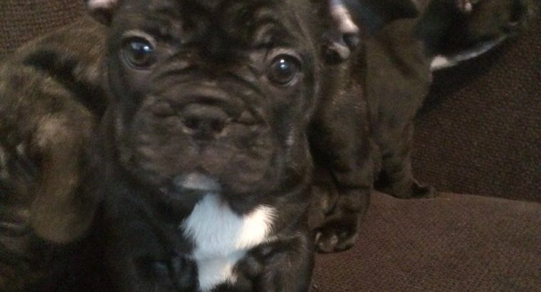 Kc Registered French Bulldog Puppies(CALL=0833155522)