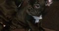 Kc Registered French Bulldog Puppies(CALL=0833155522)