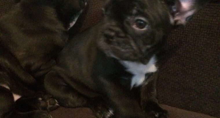 Kc Registered French Bulldog Puppies(CALL=0833155522)