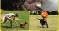 Professional Dog Training | GoodPet | Puppy COURSE – Glenwood