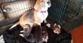 Adorable Tri Coloured Beagle Puppies