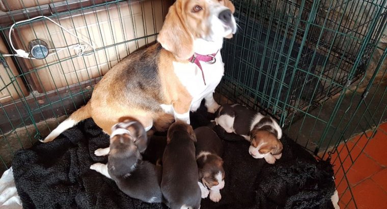 Adorable Tri Coloured Beagle Puppies