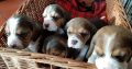 Adorable Tri Coloured Beagle Puppies