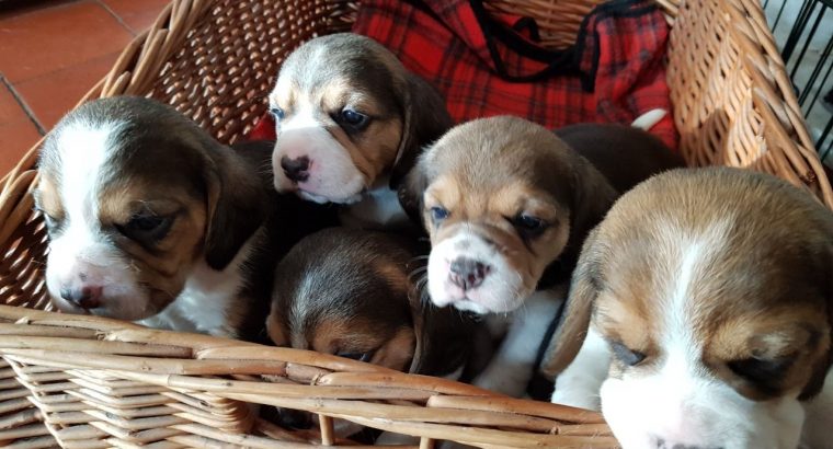 Adorable Tri Coloured Beagle Puppies