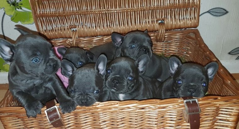 Blue French Bulldog Puppies