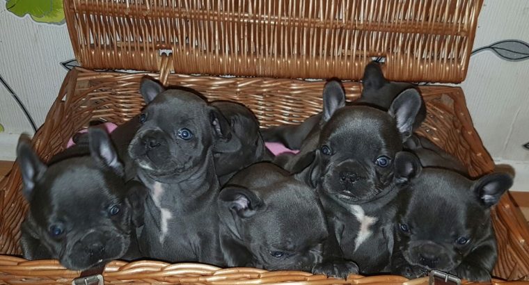 Blue French Bulldog Puppies