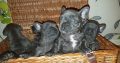 Blue French Bulldog Puppies