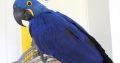 Talking Hyacinth Macaw and African grey parrots