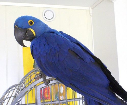 Talking Hyacinth Macaw and African grey parrots