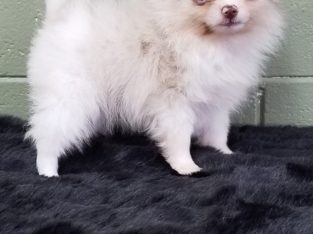 Pomeranian Puppies Available for sale