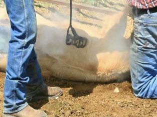 Animal Mark Identification Registrations from R499