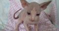 Sphynx Kittens for sale
