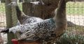 Peacocks and peahens pairs for sale