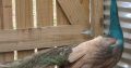 Peacocks and peahens pairs for sale