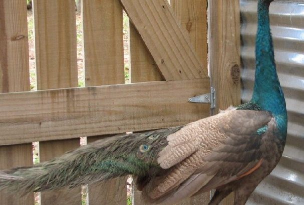 Peacocks and peahens pairs for sale