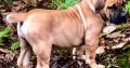 Healthy Boerboel puppies for sale