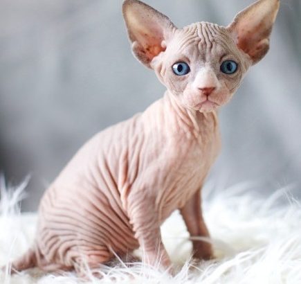 Sphynx Kittens for sale