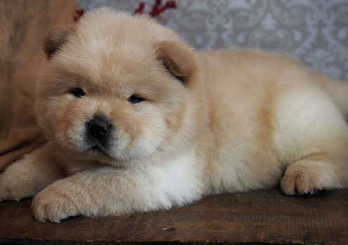 Chow Chow puppies ready to go.