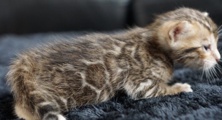 Bengal kitten for sale