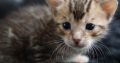 Bengal kitten for sale