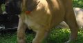 Healthy Boerboel puppies for sale