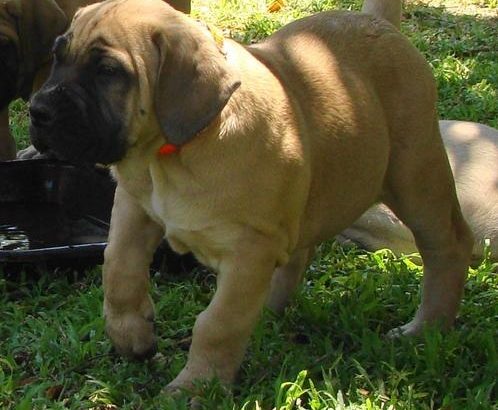 Healthy Boerboel puppies for sale