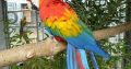 Adorable Blue and Gold Macaw (Talking Parrot)