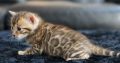 Bengal kitten for sale