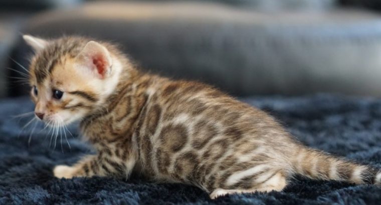 Bengal kitten for sale
