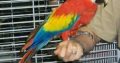 Adorable Blue and Gold Macaw (Talking Parrot)
