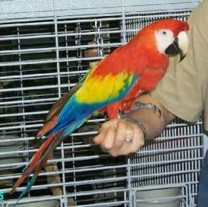 Adorable Blue and Gold Macaw (Talking Parrot)
