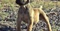 Boerboel