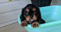 cavalier king Charles Spaniel Puppies Available for sale