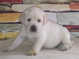 Labrador Retrieve Puppies Available for sale