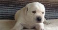 Labrador Retrieve