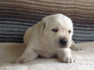 Labrador Retrieve