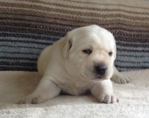 Labrador Retrieve