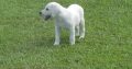 Labrador Retrieve