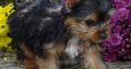 Teacup Yorkie for sale