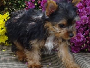 Teacup Yorkie for sale