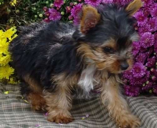 Teacup Yorkie Puppies Available for sale