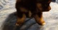 Pomeranian Puppies Available for sale