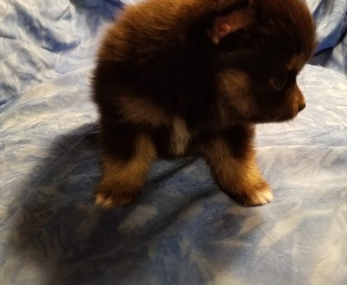 Pomeranian Puppies Available for sale