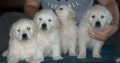 Golden Retriever Puppies For Sale