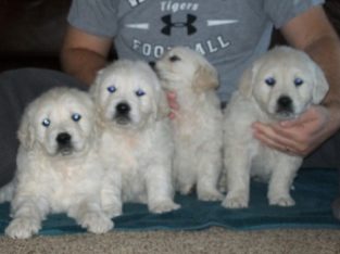 Golden Retriever Puppies For Sale