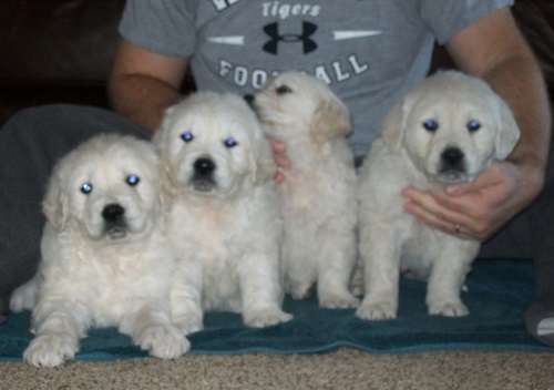 Golden Retriever Puppies For Sale