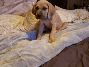 Cane Corso Italiano Puppies Available for sale