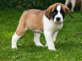 Saint Bernard Puppies Available for sale