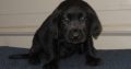 Labrador Retrieve